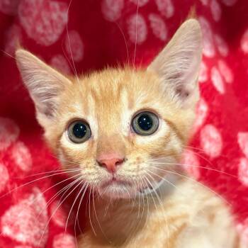 IVHS-Stray-142203 -  Domestic Short Hair Cat for Adoption in San Gabriel, California - IVHS-Stray-142203 | PetCurious