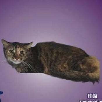 Domestic Short Hair Cats Available for Adoption in Austin, Texas - Frida | PetCurious