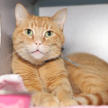 Domestic Short Hair Cats Available for Adoption in Evansville, Indiana - Simon | PetCurious