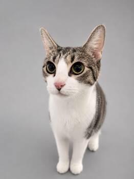 Bell Grande -  Domestic Short Hair Cat for Adoption in Rixeyville, Virginia - Bell Grande | PetCurious