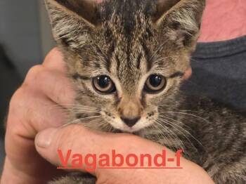 Tabby and Domestic Short Hair Cats Available for Adoption in Brookhaven, Mississippi - Vagabond 26 | PetCurious