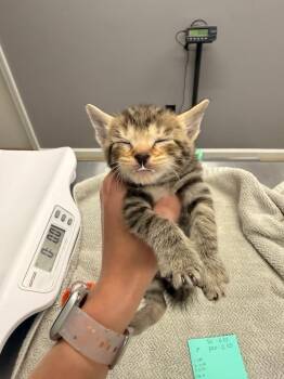 Domestic Short Hair Cats Available for Adoption in Burnsville, North Carolina - Orion | PetCurious