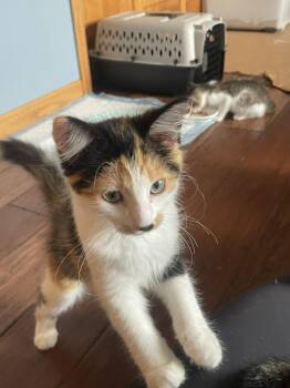 Maria -  Domestic Short Hair Cat for Adoption in St. Cloud, Minnesota - Maria | PetCurious