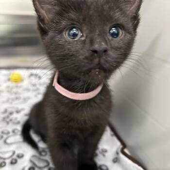 Domestic Short Hair Cats Available for Adoption in Clavet, Saskatchewan - Carmalt | PetCurious