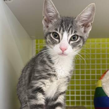 Tabby and Domestic Short Hair Cats Available for Adoption in Brentwood, California - Chirp | PetCurious