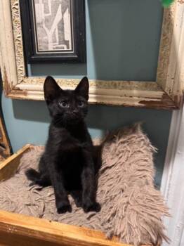 TikTok -  Domestic Medium Hair Cat for Adoption in Wilmington, North Carolina - TikTok | PetCurious
