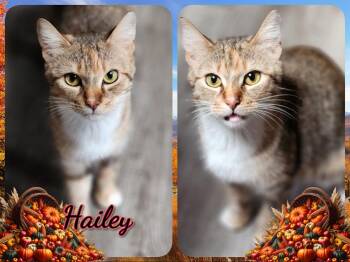 Rescue Domestic Short Hair Cats for Adoption in Corinth, New York - Hailey | PetCurious