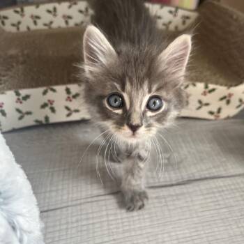 Ripper Roo -  Domestic Short Hair Cat for Adoption in Boulder, Colorado - Ripper Roo | PetCurious