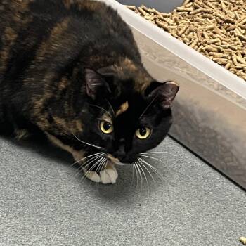 Pepe -  Domestic Short Hair Cat for Adoption in West Palm Beach, Florida - Pepe | PetCurious