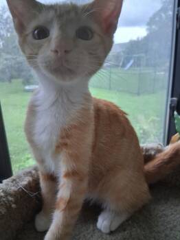 Orange Zest -  Domestic Short Hair Cat for Adoption in Oviedo, Florida - Orange Zest | PetCurious