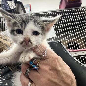 Bucatini -  Domestic Short Hair Cat for Adoption in Idaho Falls, Idaho - Bucatini | PetCurious