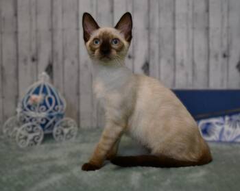 Chanel -  Siamese and Domestic Short Hair Cat for Adoption in Roanoke, Texas - Chanel | PetCurious