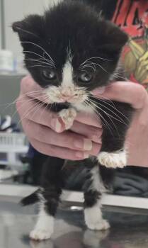 Domestic Short Hair Cats Available for Adoption in Hillsdale, Indiana - Corey | PetCurious