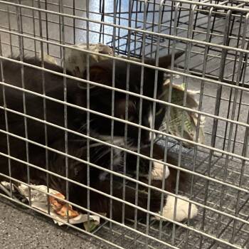Montgomery Kitty 117 -  Domestic Short Hair Cat for Adoption in Montgomery, Alabama - Montgomery Kitty 117 | PetCurious