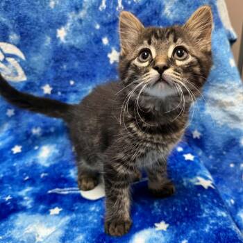 Maine Coon and Domestic Medium Hair Cats Available for Adoption in Waterloo, Iowa - Pigeon | PetCurious