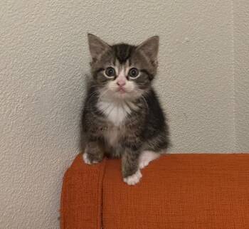 Rescue Domestic Short Hair Cats for Adoption in Vancouver, Washington - Ziti | PetCurious