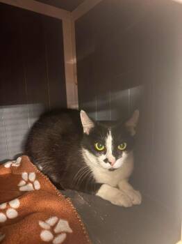 Domestic Short Hair Cats Available for Adoption in Hartville, Ohio - Lulu  | PetCurious