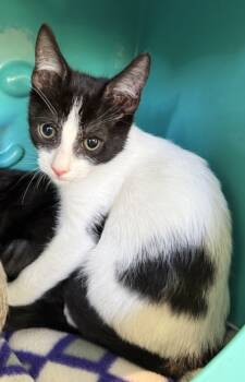 Rescue Domestic Short Hair Cats for Adoption in Honolulu, Hawaii - Mike | PetCurious