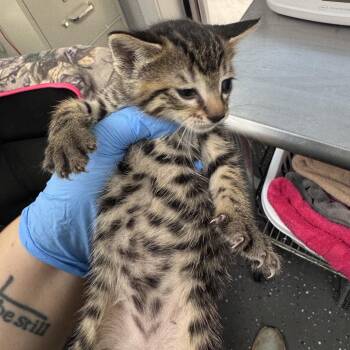 Megara -  Domestic Short Hair Cat for Adoption in Columbiana, Alabama - Megara | PetCurious