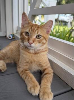 Mandarin -  Domestic Short Hair Cat for Adoption in Emerald Isle, North Carolina - Mandarin | PetCurious