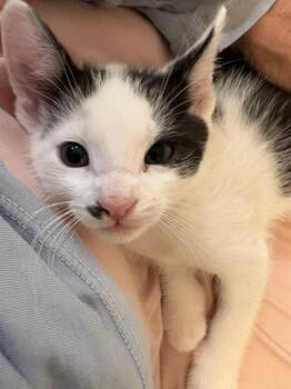 Turkish Van and Domestic Short Hair Cats Available for Adoption in Los Angeles, California - Alex | PetCurious