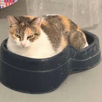 April -  Domestic Short Hair Cat for Adoption in South Elgin, Illinois - April | PetCurious