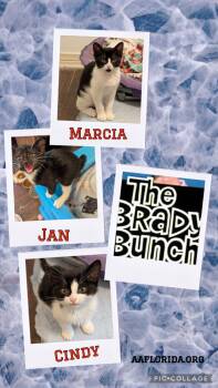 Jan -  Tuxedo and American Bobtail Cat for Adoption in Pensacola, Florida - Jan | PetCurious