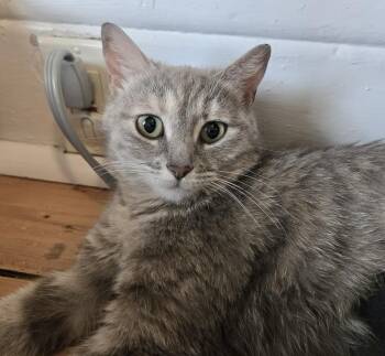 Chhotu -  Tabby and Domestic Short Hair Cat for Adoption in Vaughan, Ontario - Chhotu | PetCurious
