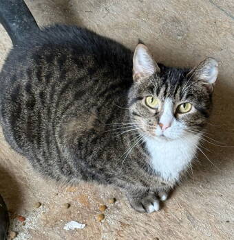 Rescue Domestic Short Hair and Tabby Cats for Adoption in Attalla, Alabama - Meowler | PetCurious