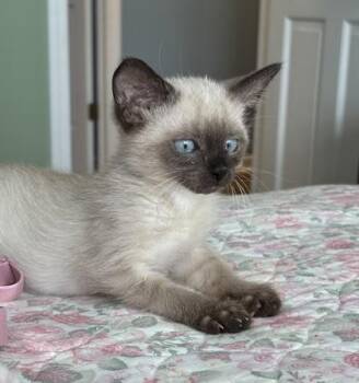 Sapphire (In Foster Home) -  Domestic Short Hair Cat for Adoption in Orland Hills, Illinois - Sapphire (In Foster Home) | PetCurious