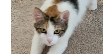 Rescue Domestic Short Hair Cats for Adoption in Safety Harbor, Florida - Cali | PetCurious