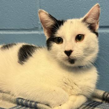 Nicholas -  Domestic Short Hair Cat for Adoption in Lakeland, Florida - Nicholas | PetCurious