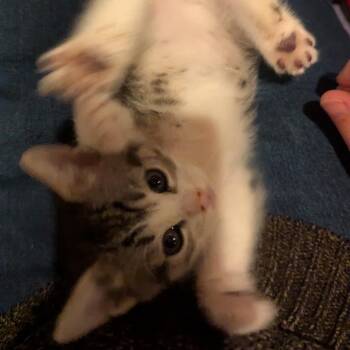 Hermes Limo -  Domestic Short Hair Cat Available for Adoption in Denver, Colorado - Hermes Limo | PetCurious