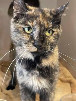 Rescue Domestic Short Hair Cats for Adoption in Arthurette, New Brunswick - Thistle | PetCurious