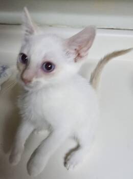 Cyrus -  Domestic Short Hair Cat for Adoption in Dyersburg, Tennessee - Cyrus | PetCurious