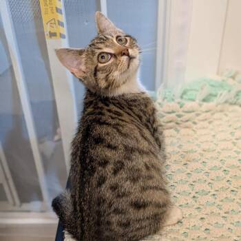Katu -  Domestic Short Hair Cat for Adoption in Winchester, Virginia - Katu | PetCurious