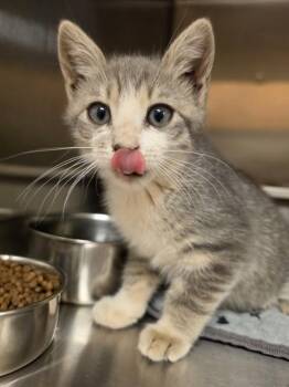 LILY -  Domestic Short Hair Cat for Adoption in South Lake Tahoe, California - LILY | PetCurious