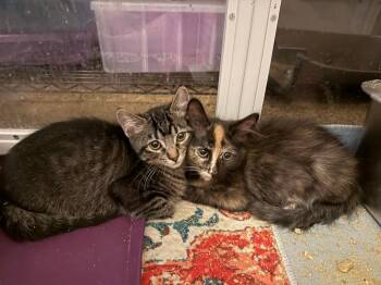 Embers -  Domestic Short Hair Cat for Adoption in Millcreek, Utah - Embers | PetCurious