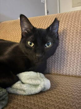 Rescue Domestic Short Hair Cats for Adoption in Champaign, Illinois - Batman | PetCurious