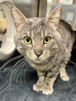 Caramel Delite -  Domestic Short Hair Cat for Adoption in Wichita, Kansas - Caramel Delite | PetCurious