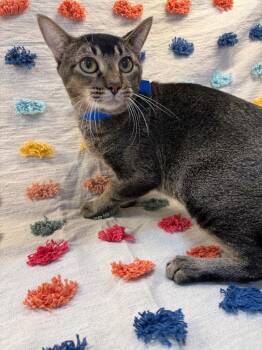 Will Feral -  Domestic Short Hair Cat for Adoption in Denham Springs, Louisiana - Will Feral | PetCurious