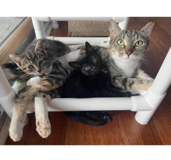 Rosalina, Willow Grove Area, (FCID 7/15/2026-139) -  Domestic Short Hair Cat for Adoption in Greenville, Delaware - Rosalina, Willow Grove Area, (FCID 7/15/2026-139) | PetCurious