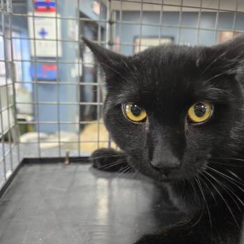 Blanket -  Domestic Short Hair Cat for Adoption in Newark, New Jersey - Blanket | PetCurious