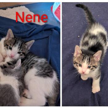 NENE -  American Shorthair Cat for Adoption in Pinedale, Wyoming - NENE | PetCurious