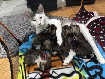 Domestic Short Hair Cats Available for Adoption in Chicago, Illinois - Daisy | PetCurious