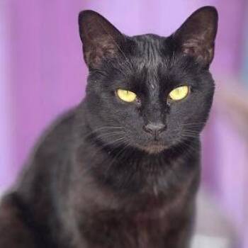 Domestic Short Hair Cats Available for Adoption in Calverton, New York - Ink | PetCurious