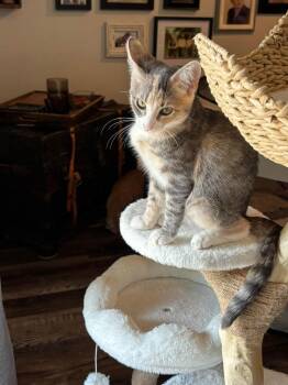 Jasmine -  Domestic Medium Hair Cat for Adoption in Ballwin, Missouri - Jasmine | PetCurious