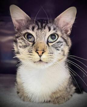 HUNKY HEIRLOOM* -  Domestic Short Hair Cat for Adoption in Santa Cruz, California - HUNKY HEIRLOOM* | PetCurious