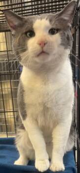 Domestic Short Hair Cats Available for Adoption in Southbury, Connecticut - JASPER | PetCurious