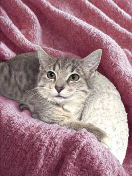 Chin-Chin -  Domestic Short Hair Cat for Adoption in Collierville, Tennessee - Chin-Chin | PetCurious